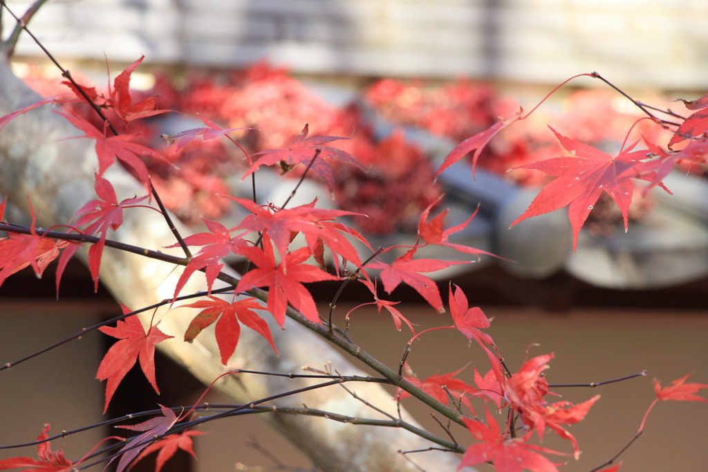 神峯山寺・紅葉０４