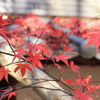 神峯山寺・紅葉０４