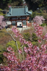 山桜３
