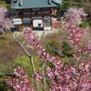 山桜３