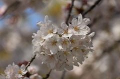 八幡桜まつり背割堤地区－１