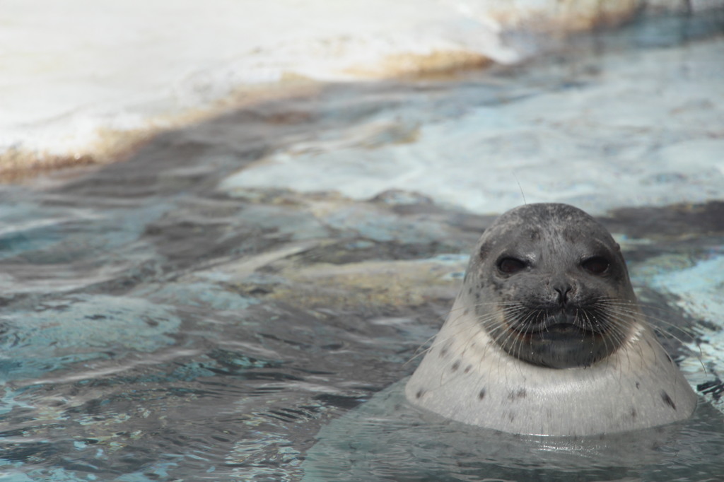 海遊館にて・・・・その１
