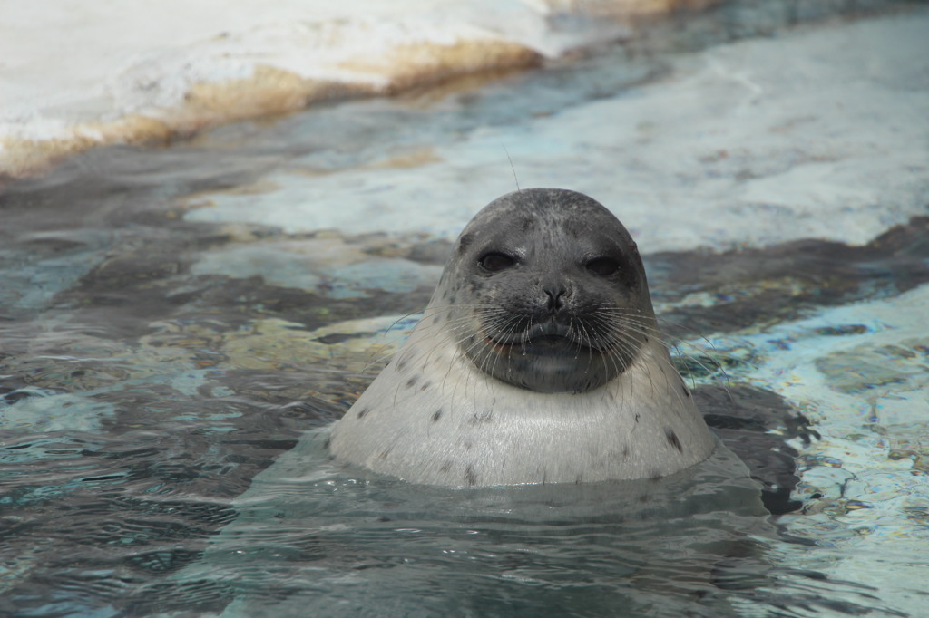 海遊館にて・・・・その２