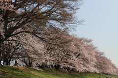 八幡桜まつり背割堤地区－１３