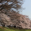 八幡桜まつり背割堤地区－１３
