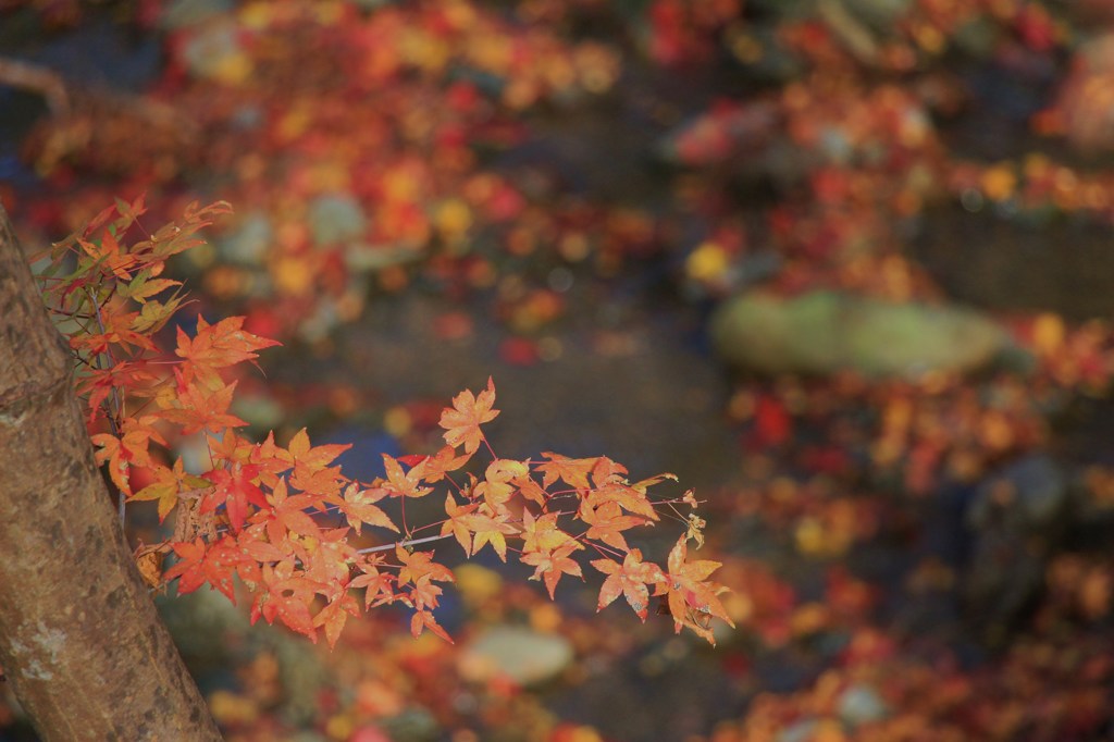 神峯山寺・紅葉０７