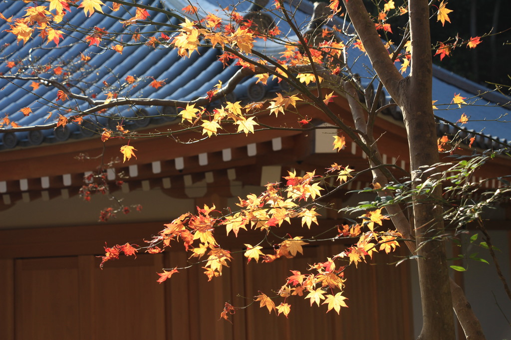 神峯山寺・紅葉０３