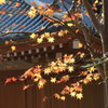 神峯山寺・紅葉０３