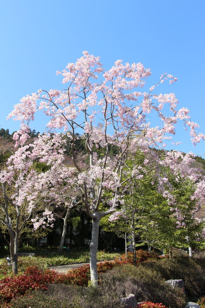 山桜１