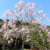 山桜１