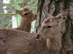 奈良、鹿