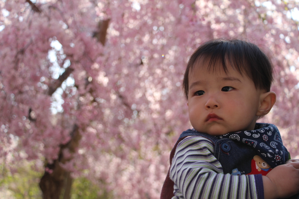甥っ子だす！