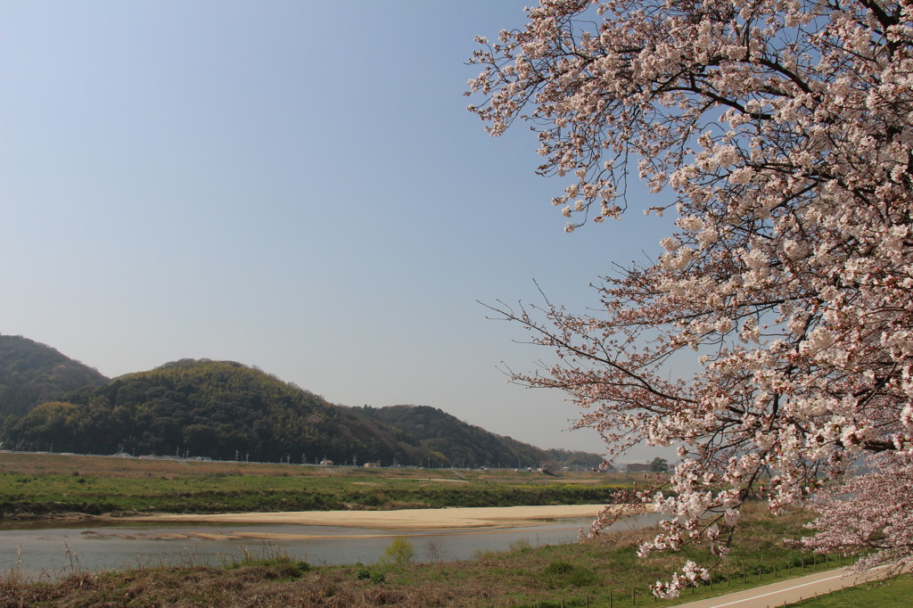 八幡桜まつり背割堤地区－５