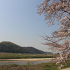 八幡桜まつり背割堤地区－５