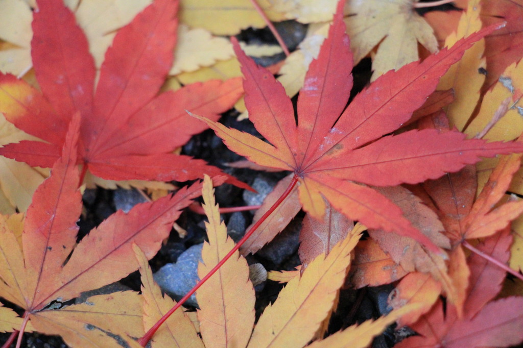 神峯山寺・紅葉１５