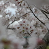 さくら９