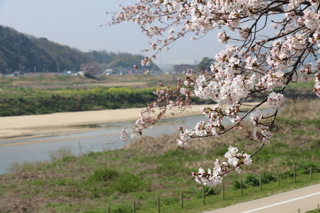 八幡桜まつり背割堤地区－６