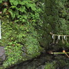 貴船神社の水占い