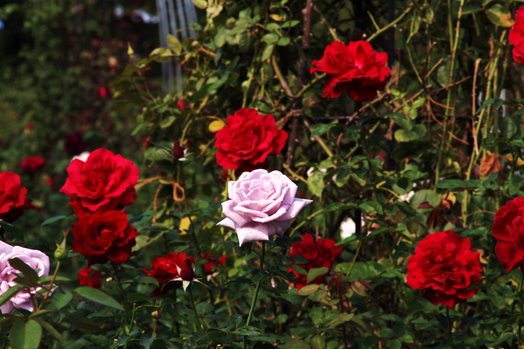 薔薇