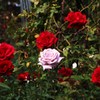 薔薇