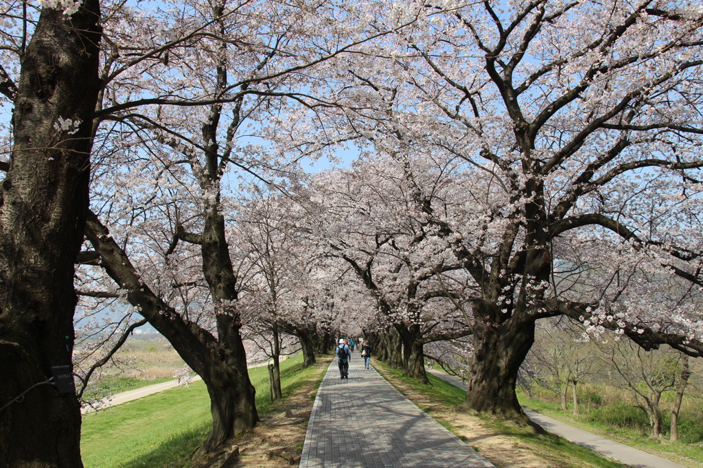 八幡桜まつり背割堤地区－７