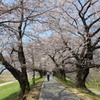 八幡桜まつり背割堤地区－７