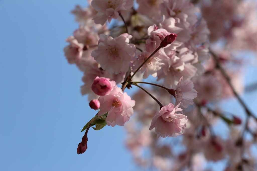 山桜４