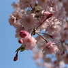 山桜４