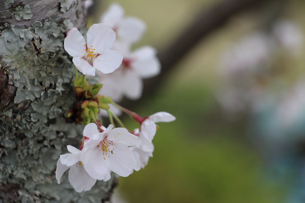 幹の花々