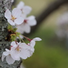 幹の花々
