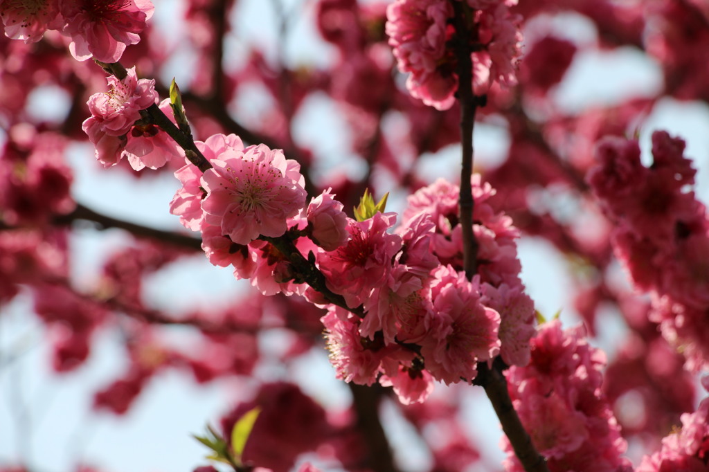 八幡桜まつり背割堤地区－１４