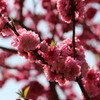 八幡桜まつり背割堤地区－１４