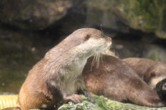 海遊館・・・かわいい～