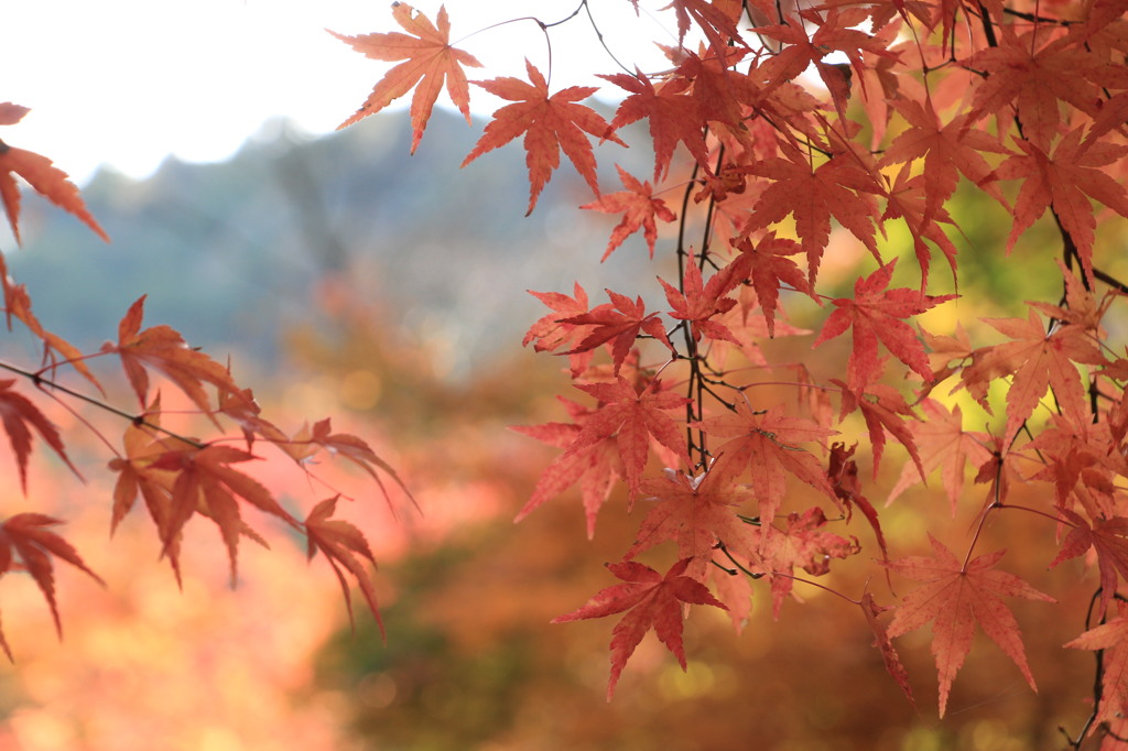 神峯山寺・紅葉０９