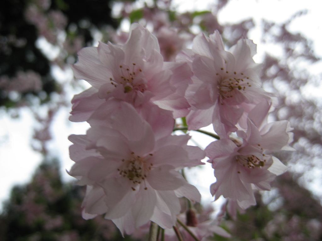 桜