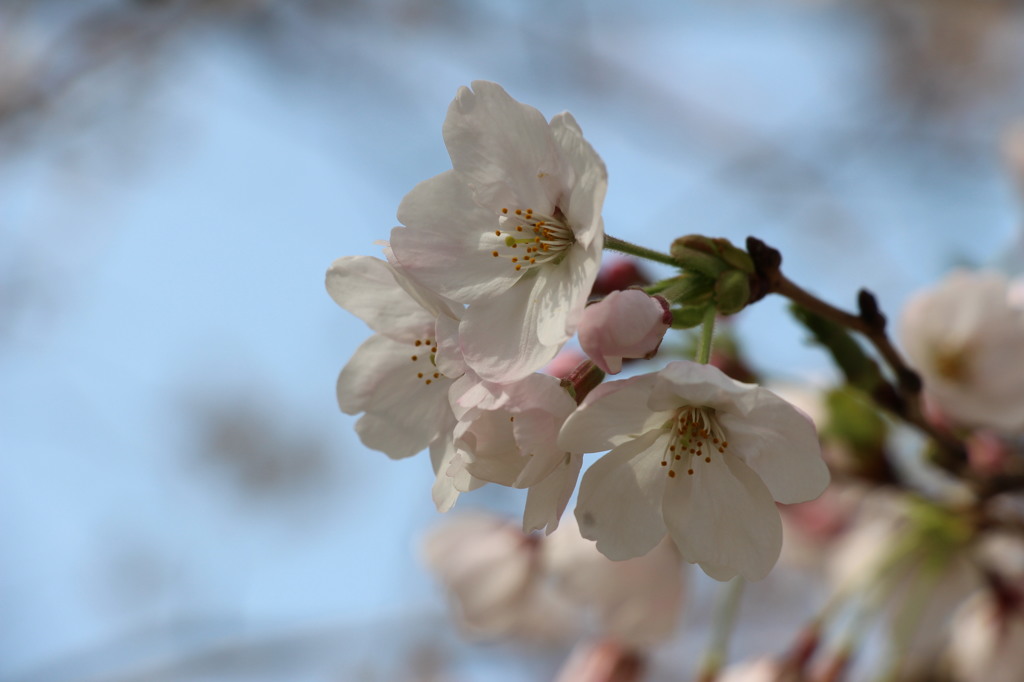 八幡桜まつり背割堤地区－８