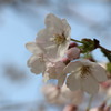 八幡桜まつり背割堤地区－８