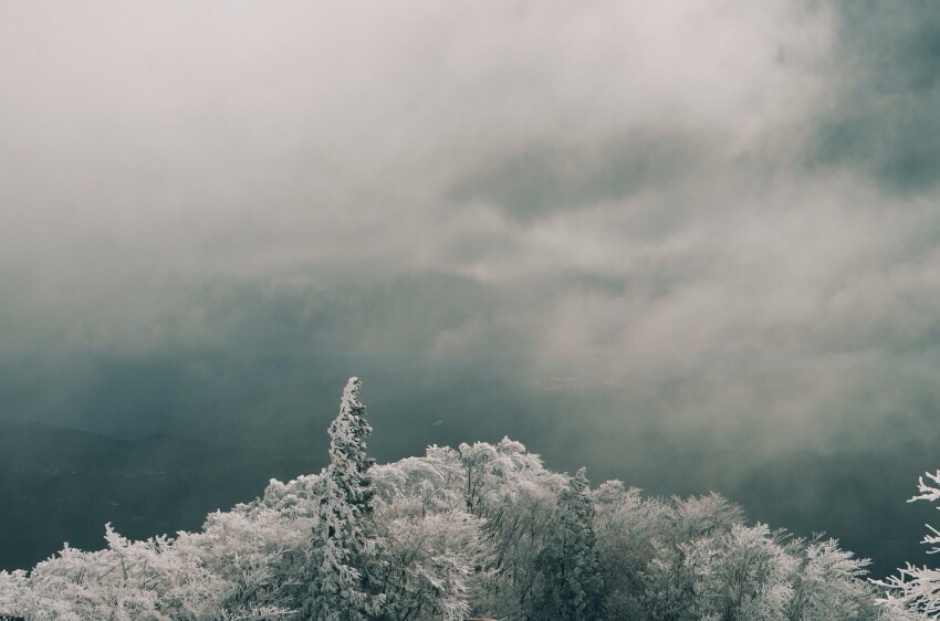 樹氷の森