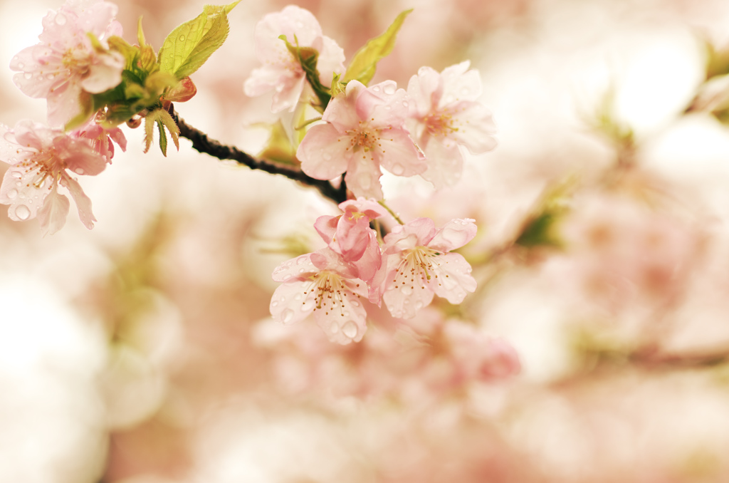 雨桜