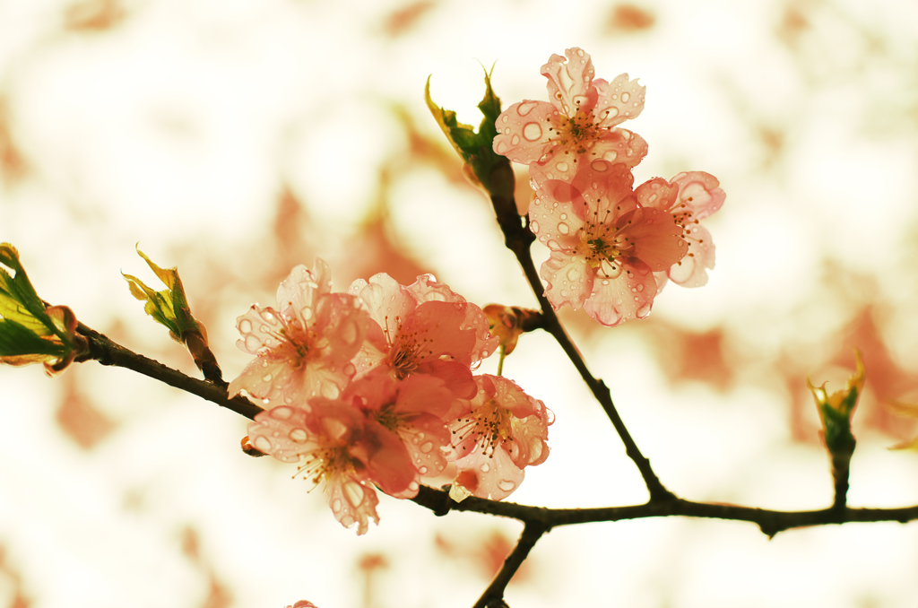 雨桜４