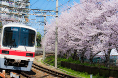 桜と電車