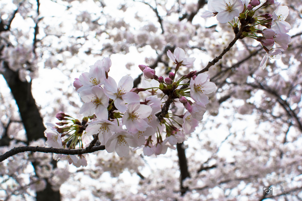 桜