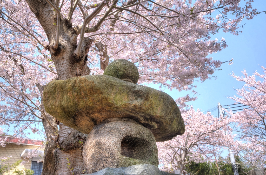 長楽寺の桜