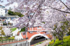 湊川隋道と桜