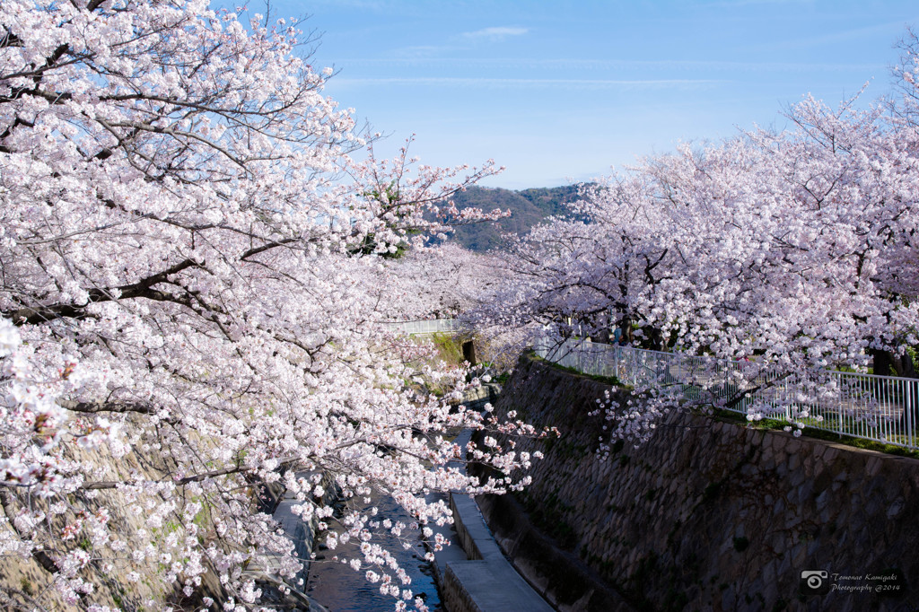 妙法寺川と桜