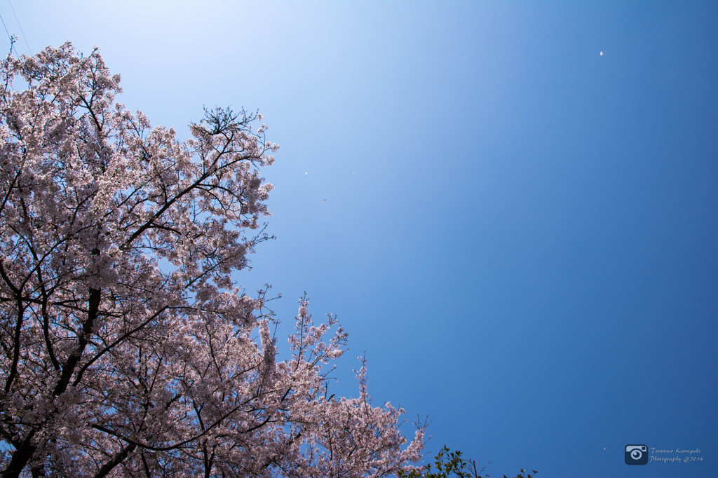 空に舞い散る桜