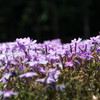 芝桜