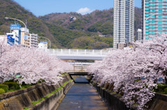 生田川と桜