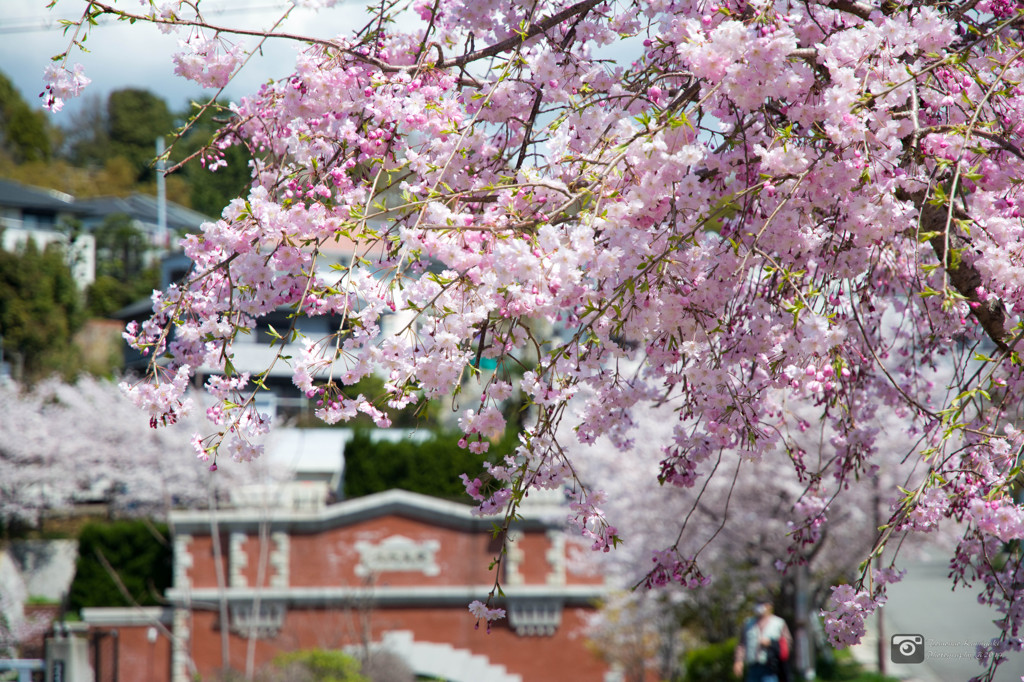 湊川隋道と桜