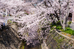 西郷川と桜